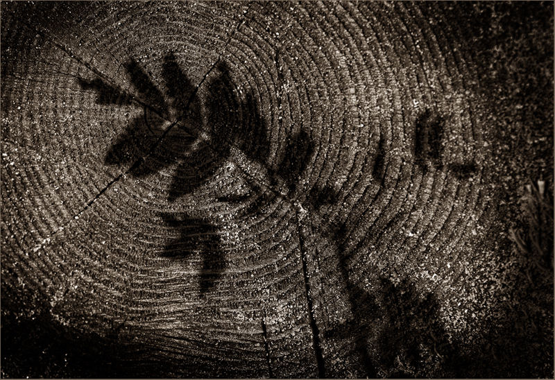 Shadowplay