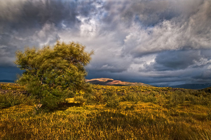 Spintree
