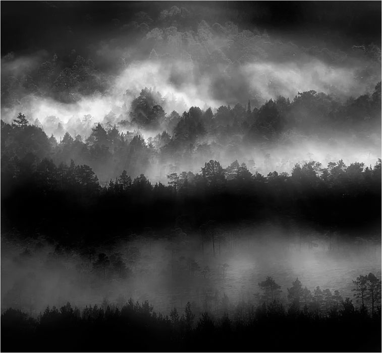 Woodlands
