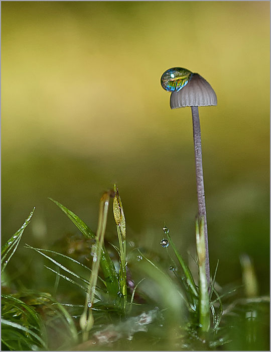 A Drop Of Sky
