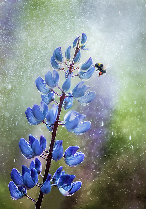 Buzzing in the rain