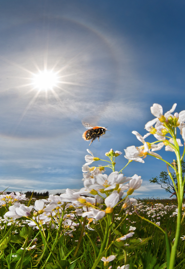 Buzzy