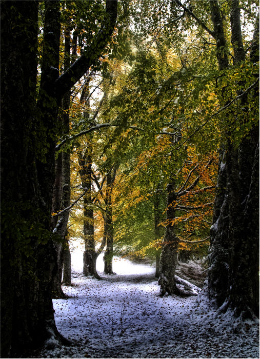Cold Autumn