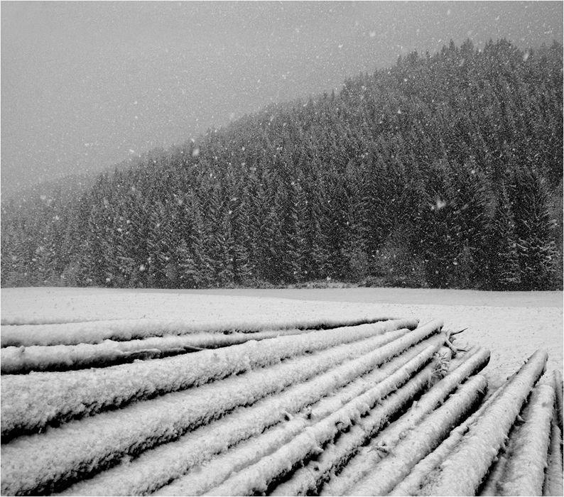 Cold Wood