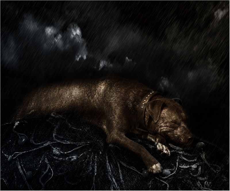 Dogrest