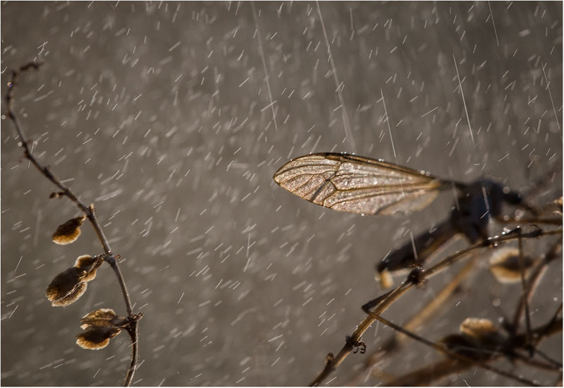 Drops Of Summer