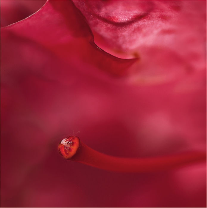 Eros