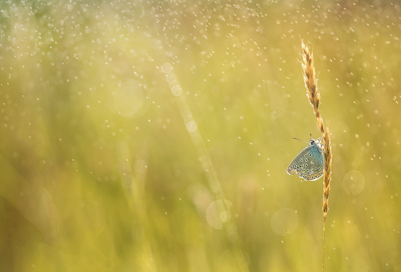 Field of gold