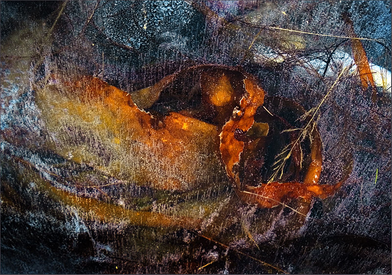 Frozen Seaweed