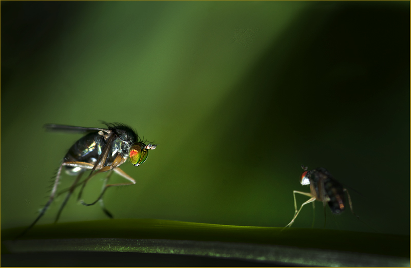 Head To Head