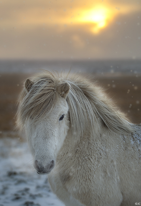 Horsey
