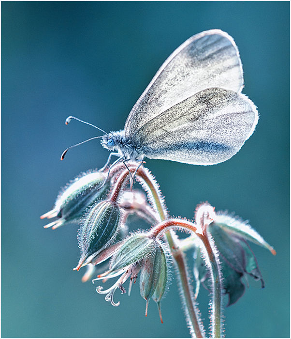 Icequeen