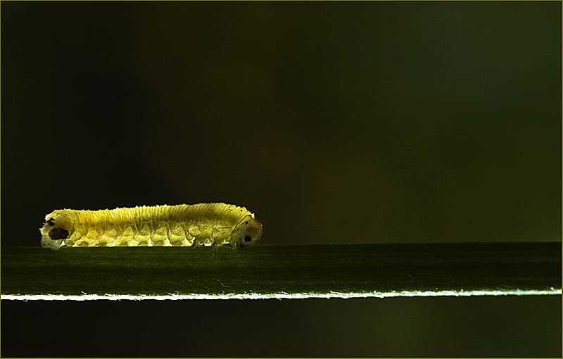 Lightcrawler