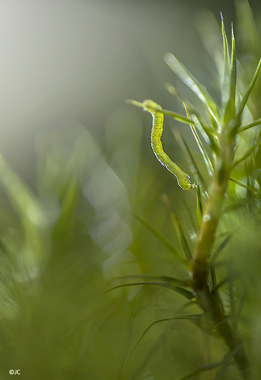 Mundo verde