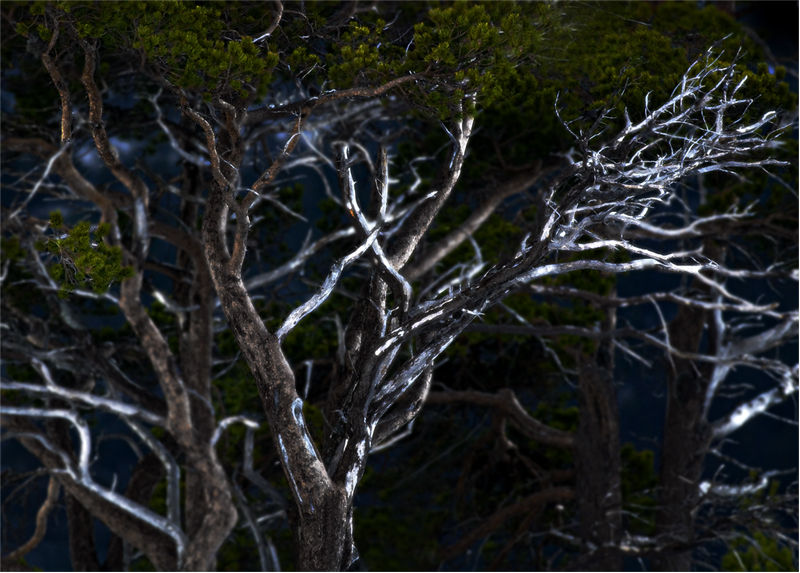 Norwegian Wood