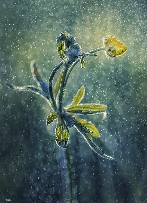 Soft summer