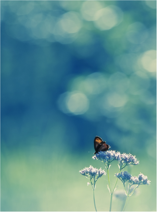 Summer Serenade