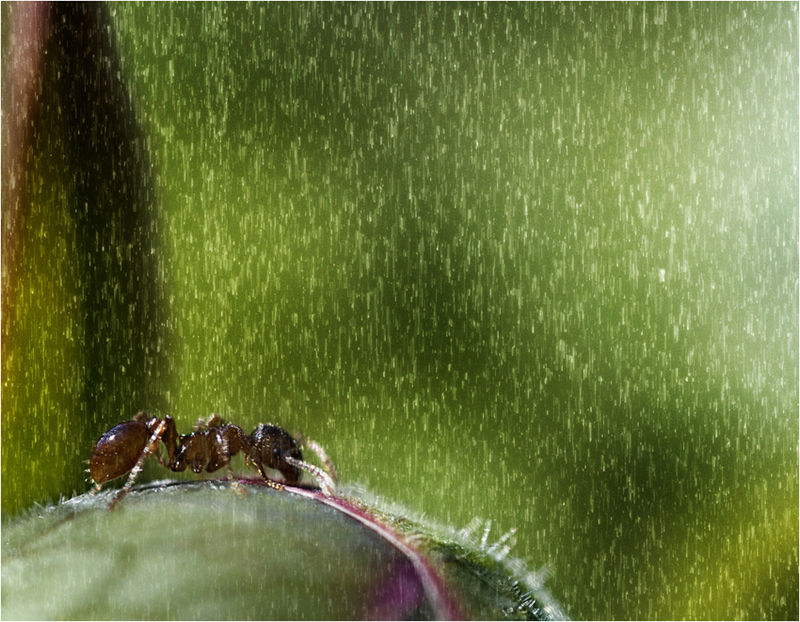 Summerrain