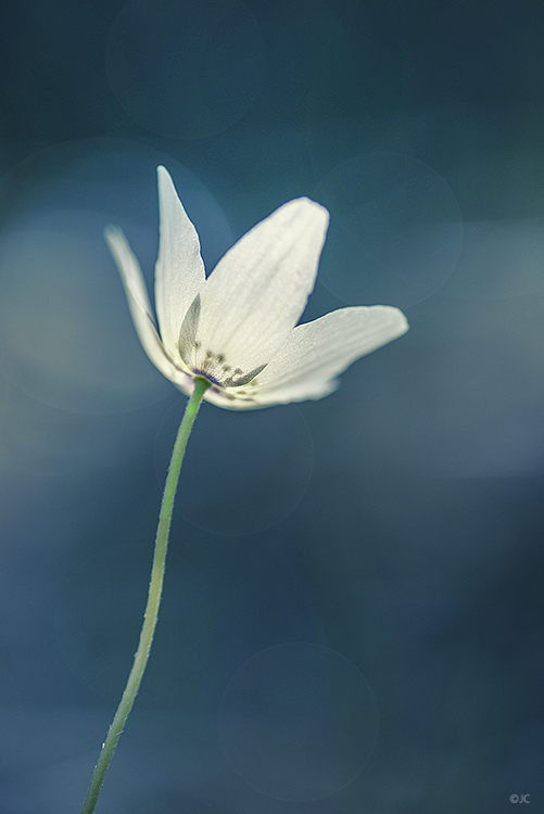 White in blue