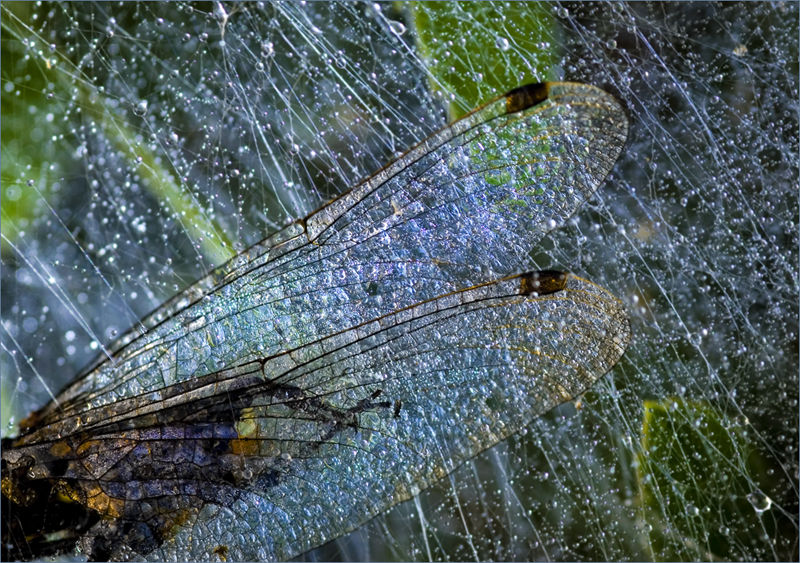 Wings