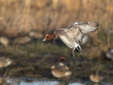 Wigeon