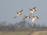 Gadwall