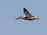 Shoveler