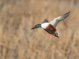 Shoveler