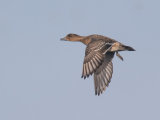 Wigeon