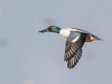 Shoveler