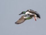 Shoveler