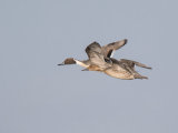 Pintail