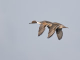 Pintail