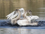 Mute Swan