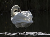 Mute Swan