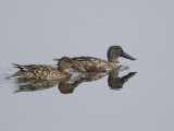 Shoveler