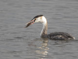 Great Crested Grebe