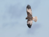 Marsh Harrier