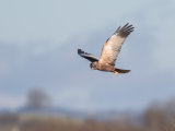 Marsh Harrier