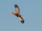 Marsh Harrier