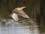 Bittern