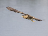 Bittern