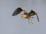 Bittern
