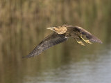 Bittern