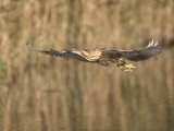 Bittern