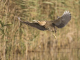 Bittern