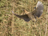 Bittern