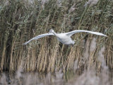 Mute Swan