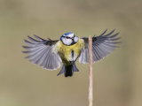 Blue Tit