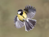 Great Tit